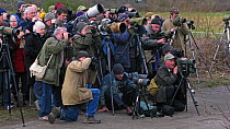 Twitchers gathering to watch White-crowned Sparrow (Zonotrichia leucophrys) at Cley, North Norfolk, England, UK, January 2008.