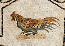 Cockerel mosaic from a 2nd century AD Roman pavement from Acholla, Tunisia. Now in Bardo Museum Tunisia.  Xenia (hospitality) motif, the cockerel would have been a symbol of food.