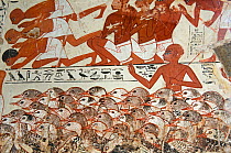 From the tomb wall of Nebamun, Thebes, Egypt?Late 18th Dynasty, around 1350 BC.Detail from a scene from part of a wall showing Nebamun inspecting flocks of geese and herds of cattle. He watches as far...