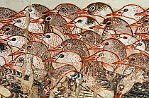 From the tomb wall of Nebamun, Thebes, Egypt?Late 18th Dynasty, around 1350 BC.Detail from a scene from part of a wall showing Nebamun inspecting flocks of geese and herds of cattle. He watches as far...