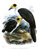 White-necked Rockfowl (Picathartes gymnocephalus). Illustration from 1871-1874, plate from Ibis by G Keulemans (1842-1912).