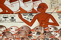 Painting from the tomb wall of Nebamun, Thebes, Egypt. Showing Nebamun inspecting flocks of geese and herds of cattle. From late 18th Dynasty, around 1350 BC.