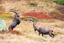 Alpine Ibex (Capra ibex) two adult males fighting, Reserve Naturelle des Aiguilles Rouges, Chamonix, Haute Savoie, France, Europe, September.