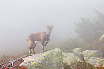 Alpine Ibex (Capra ibex) young in typical rocky environment on  misty day, Reserve Naturelle des Aiguilles Rouges, Chamonix, Haute Savoie, France, Europe, October.