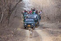 Tourists in vehicle following and watching old female Bengal tiger (Panthera tigris tigris)   Ranthambore National Park, Rajasthan, India.