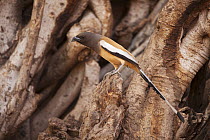 Indian treepie (Dendrocitta vagabunda) perched in between the roots of a Banyan tree. Ranthambore National Park, Rajasthan, India.