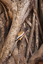 Indian tree pie (Dendrocitta vagabunda) perched in between the roots of a Banyan tree. Ranthambore National Park, Rajasthan, India.