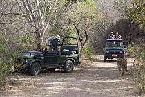 Bengal tiger (Panthera tigris tigris) walking and being filmed by a National Geographic filming crew. Ranthambore National Park, Rajasthan, India, April 2012.