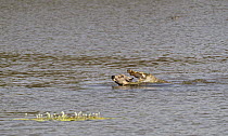 Marsh Crocodile / Mugger (Crocodylus palustris) attacking and killing an Indian sambar deer (Cervus unicolor) while swimming in a lake. Ranthambore National Park, Rajasthan, India.