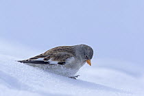 Snowfinch (Montifringilla nivalis) foraging in deep snow. Stelvio National Park, Solda, Sulden am Ortler, Sudtirol, Italy, January.