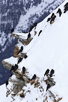 Alpine chough (Pyrrhocorax graculus) group sitting on the rocks. Stelvio National Park, Italian Alps, Solda, Sulden am Ortler, Sudtirol, Italy. January 2013.