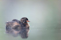 Little Grebe (Tachybaptus ruficollis) independent fledgling at 46 days, only identified as young by striped head, portrait on a misty morning. The Netherlands, July