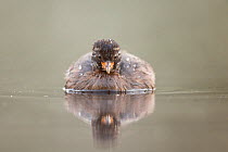 Little Grebe (Tachybaptus ruficollis) independent fledgling at 46 days, only identified as young by striped head, portrait on a misty morning. The Netherlands, July