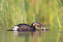 Little Grebe (Tachybaptus ruficollis) fledgling at 46 days, only identified as young by striped head. Feeding on Common Spadefoot (Pelobates fuscus) larvae, The Netherlands, July.