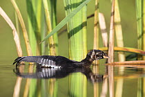 Little Grebe (Tachybaptus ruficollis) fledgling at 46 days, only identified as young by striped head, stretching wings in water showing fully developed primary feathers, The Netherlands, July