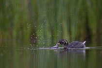 Little Grebe (Tachybaptus ruficollis) newly independent fledgling age 41 days, feeding Common Spadefoot (Pelobates fuscus) larvae. This was the first succesful attempt to catch prey that I have witnes...