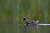 Little Grebe (Tachybaptus ruficollis) independent fledgling age 41 days, with Common Spadefoot (Pelobates fuscus) larvae prey. The Netherlands, July.