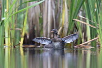 Little Grebe (Tachybaptus ruficollis) independent fledgling at 46 days, stretching wings in water showing fully developed primary feathers, The Netherlands, July