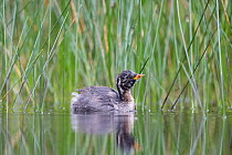 Little Grebe (Tachybaptus ruficollis) portrait of a young independent fledgling grebe age 41 days. The Netherlands, July