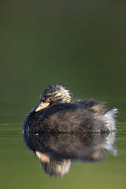 Little Grebe (Tachybaptus ruficollis) portrait of a 36 day chick. The Netherlands, July