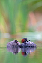 Little Grebe (Tachybaptus ruficollis) female sleeping with one of her 28 day chicks. The Netherlands, June.