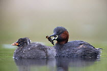 Little Grebe (Tachybaptus ruficollis) adult being with one of its 28 day chicks after emerging from the water with a catch. The Netherlands, June.