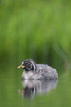Little Grebe (Tachybaptus ruficollis) portrait of a 28 day chick. The Netherlands, June.