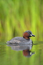 Little Grebe (Tachybaptus ruficollis) adult in breeding plumage on the water. The Netherlands, June.