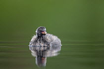 Little Grebe (Tachybaptus ruficollis) portrait of a 21 day chick. The Netherlands, June.