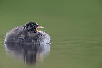 Little Grebe (Tachybaptus ruficollis) Portrait of a 21 day chick. The Netherlands, June.