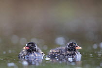 Little Grebe (Tachybaptus ruficollis) portrait of two 12 day chicks. The Netherlands, June.