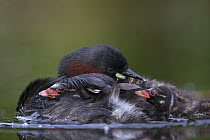 Little Grebe (Tachybaptus ruficollis) chicks age 12 day trying to get on to the back of their mother while she is preening her feathers. The Netherlands, June.