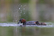 Little Grebe (Tachybaptus ruficollis) female catching food for chick age 12 day. The Netherlands, June.