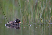 Little Grebe (Tachybaptus ruficollis) portrait of a chick age 12 days. The Netherlands, June.