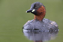 Little Grebe (Tachybaptus ruficollis) portrait of an adult in breeding plumage. The Netherlands, June.