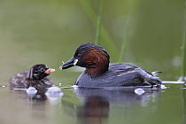 Little Grebe (Tachybaptus ruficollis) female feeding a dragonfly larvae to one of its chicks age 10 days. The Netherlands, June.