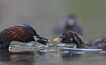 Little Grebe (Tachybaptus ruficollis) female feeding a Great diving beetle (Dytiscus marginalis) to one of its chicks age 10 days, The Netherlands, June.