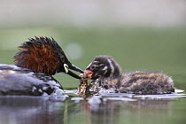 Little Grebe (Tachybaptus ruficollis) Female feeding a Common or Smooth Newt (Triturus vulgaris) to one of its 10 day chicks. The Netherlands, June.