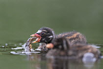 Little Grebe (Tachybaptus ruficollis) 10 day chick tossing up a Smooth Newt (Triturus vulgaris) before swallowing it.  The Netherlands, June.