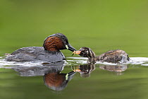 Little Grebe (Tachybaptus ruficollis) female feeding a larvae to 10 day chick. The Netherlands, June.