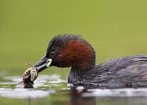 Little Grebe (Tachybaptus ruficollis) female in breeding plumage with Common or Smooth Newt (Triturus vulgaris) as prey. Close-up portrait. The Netherlands, June.