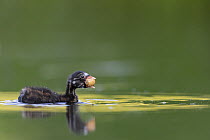 Little Grebe (Tachybaptus ruficollis) chick age 7 days trying to swallow food, The Netherlands, June.