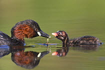 Little Grebe (Tachybaptus ruficollis) female feeding a larva to chick age 7 days, The Netherlands, June.