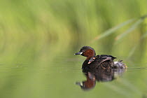 Little Grebe (Tachybaptus ruficollis) adult carrying chicks age 6 days on its back to keep them warm, The Netherlands, June.