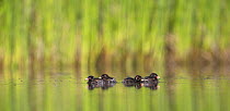 Little Grebe (Tachybaptus ruficollis) four chicks age 6 days, The Netherlands, June.