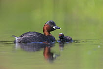 Little Grebe (Tachybaptus ruficollis) adult with 6 day chick begging to be fed. The Netherlands, June.