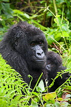 Mountain Gorilla (Gorilla gorilla beringei) mother holding baby twins age five months, Parc National des Volcans, Rwanda. Endangered species