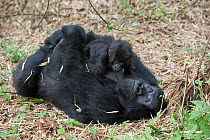 Mountain Gorilla (Gorilla gorilla beringei) mother lying on back and holding  baby age one year. Parc National des Volcans, Rwanda. Endangered species