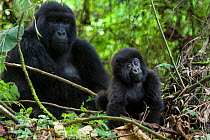 Mountain Gorilla (Gorilla gorilla beringei) baby age one year exploring, Parc National des Volcans, Rwanda. Endangered species