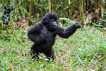 Mountain Gorilla (Gorilla gorilla beringei) age one and a half years playing (beating chest). Parc National des Volcans, Rwanda. Endangered species